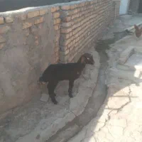 بره شیری