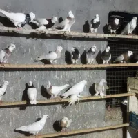 کبوتر طوقی پنجاه طوق وبلژیکی وماهرو وجکسون موجو