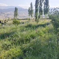 فروش-باغ-به-متراژ-2500متر-واقع-در-روستای-گجوت