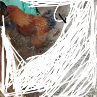 یک عدد خروس برهما