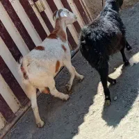 ۲رس بز درگ و محلی جنس فروشی