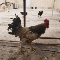 خروس محلی سرحال