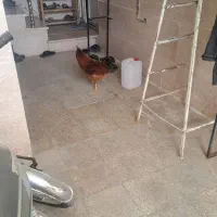 یک جفت مرغ و خروس بالغ