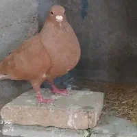 تعدادی کبوتر