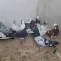 تعدادی کبوتر پرشی
