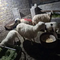 چند راس گوسفند سالم و چاق