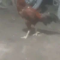 خروس لاری یکساله