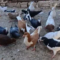 کفتر پرنده