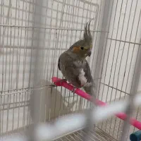 پرنده|پرنده|گلبهار, شهر جدید گلبهار|دیوار