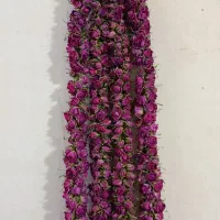 گل محمدی