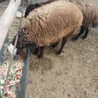 بره نر سرکدار