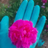 گل محمدی