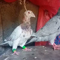 دوتا کبوتر سرور نر