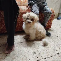 سگ شیتزو|سگ|یزد, |دیوار