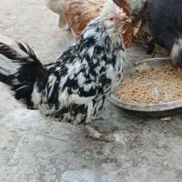 مرغ گلین کاکل زیبا