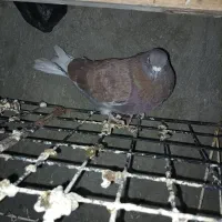 کبوتر غریب گرفته