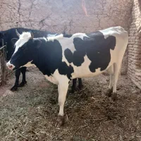 فروش گوساله پای کل