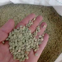 عدس و گاو دانه و گورشنع و گاه موجود است