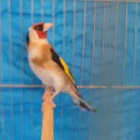 سهره نر|پرنده|ایلام, |دیوار