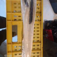 شلنگ یک‌بار مصرف قلیان
