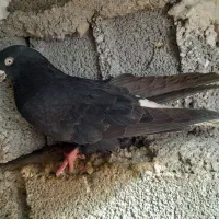 هشت عدد طوقی فروش