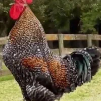 خروس امساله زنده درشت