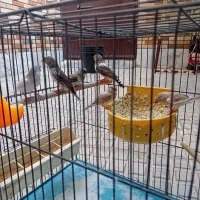 فنج|پرنده|اصفهان, کوجان|دیوار