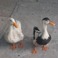 اردک