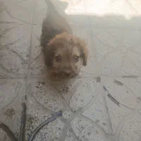 سگ پاکوتاه