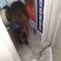 فروش یک عدد گوسفندبره بهترین نژاد