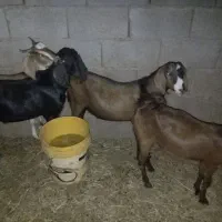 دو عدد نری پاکستانی چاق