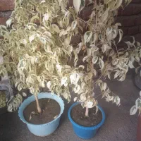 گل و گیاه طبیعی