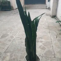 فروش گل سانسوریا
