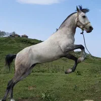اسب|اسب و تجهیزات اسب‌سواری|چابکسر, |دیوار