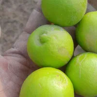لیمو|خوردنی و آشامیدنی|بندرعباس, |دیوار