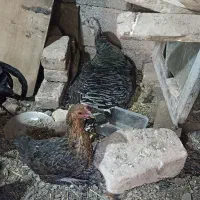 بوقلمون کرچ