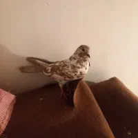 کبو تر ماده قلمکار پرشی