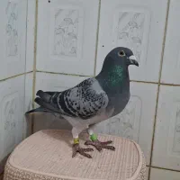 کبوتر پلاکی مسابقی پرینت دار