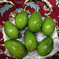 آواکادو