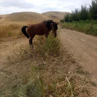 اسب|اسب و تجهیزات اسبسواری|اشنویه, |دیوار