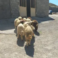 ۱۷ بره شیرمس و قددار باب پروار کاور یکدست