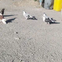 کفتر