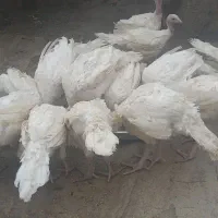 بوقلمون بیوتی