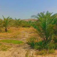 فروش باغ نورس و جوان