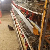 قفس منبری مرغداری