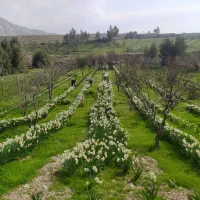 ویلا باغ،زمین کشاورزی آبی