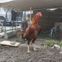 خروس لاری