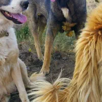 سگ نیازم نگهبانی ماده یانر رایگان برای باغ