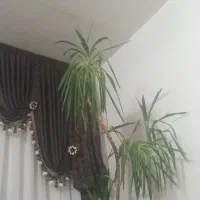 والان دوطرفه پرده