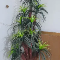 درختچه